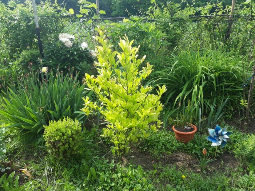 - magnoliile mele
