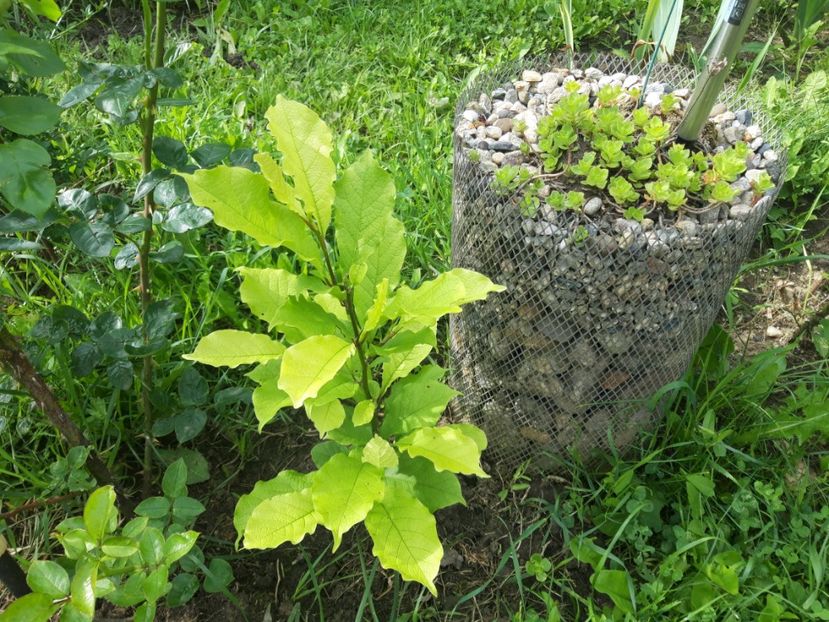  - magnoliile mele
