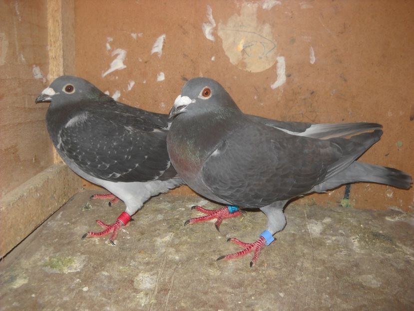  - UNDEVA IN SUCEAVA arhiva