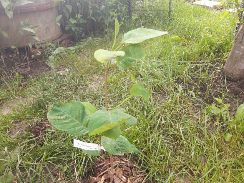  - magnoliile mele