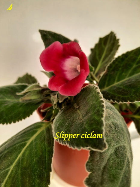 Slipper ciclam(1-06-2022) - Gloxinii 2022