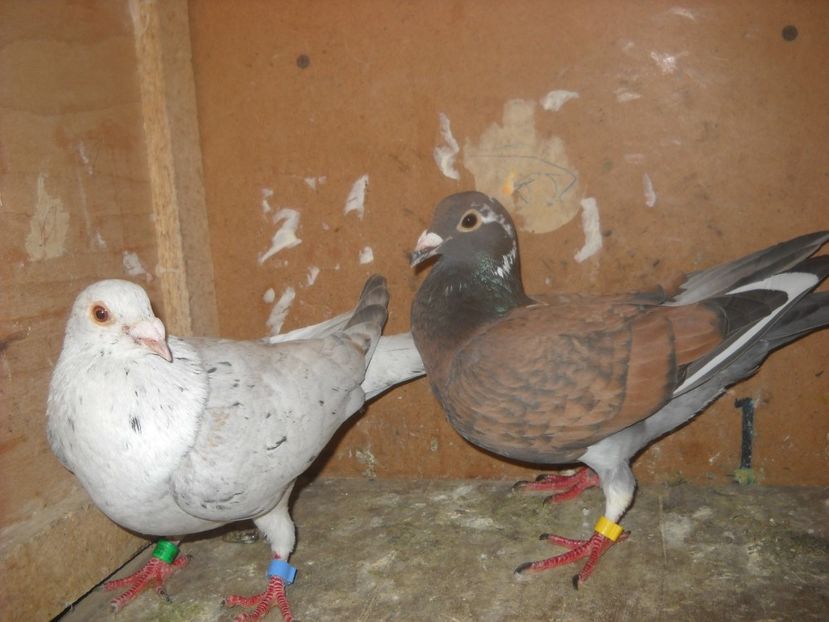  - UNDEVA IN SUCEAVA arhiva