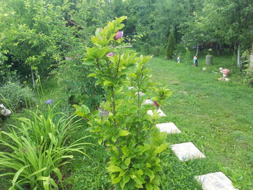  - magnoliile mele