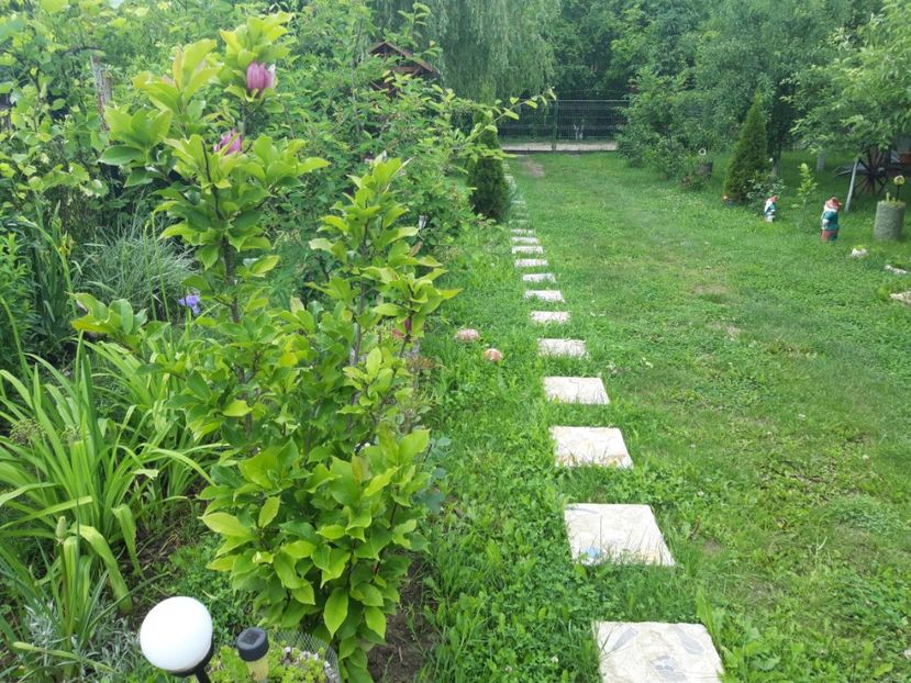  - magnoliile mele