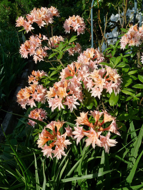  - Azalee si Rhododendroni