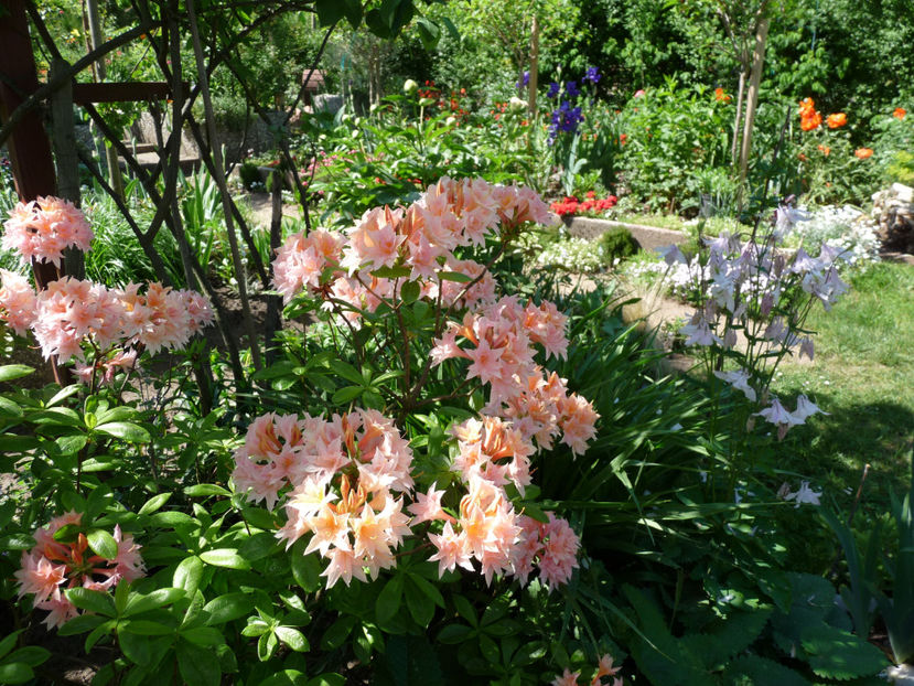  - Azalee si Rhododendroni
