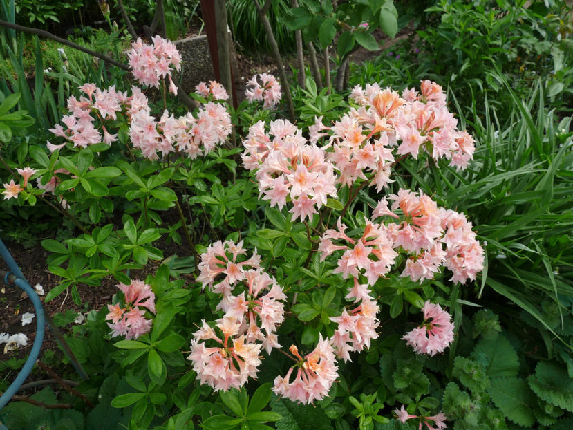  - Azalee si Rhododendroni