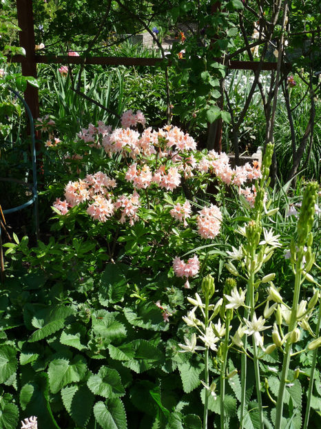  - Azalee si Rhododendroni