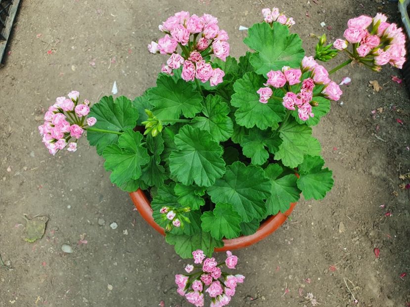 Australian Pink Rosebud - A-Muscate 2022
