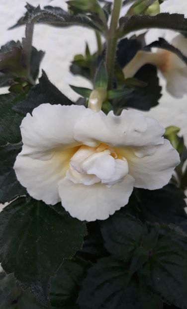  - 0001 2022 - BriD s MADELENA