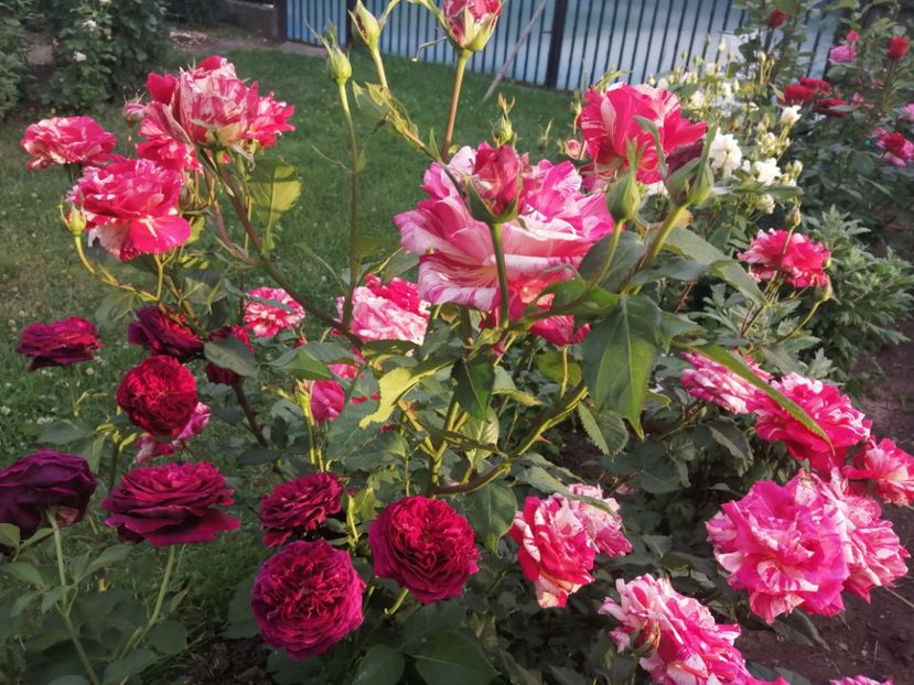  - Broceliande parfumat