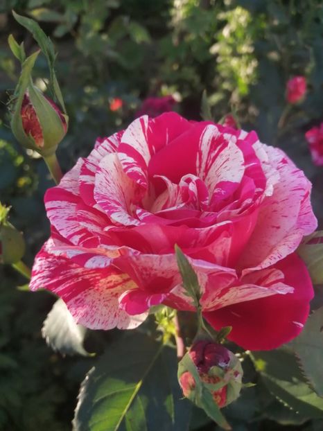  - Broceliande parfumat