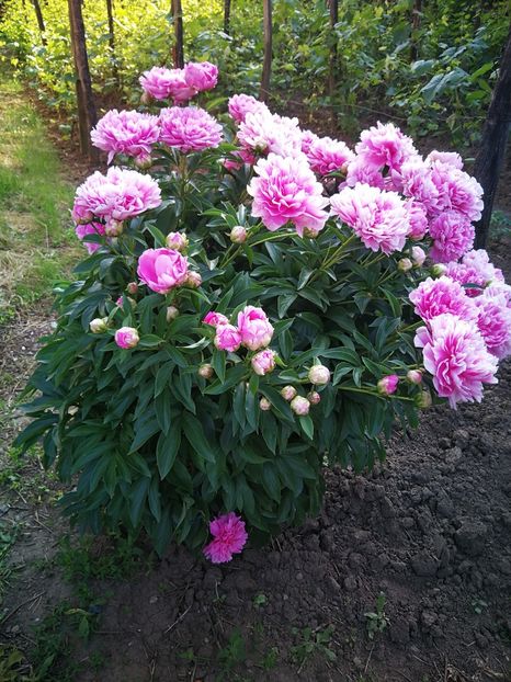 Monsieur Jules Elie - 9-Bujori