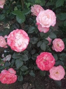  - Nostalgie Parfumat