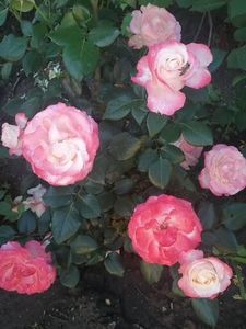  - Nostalgie Parfumat