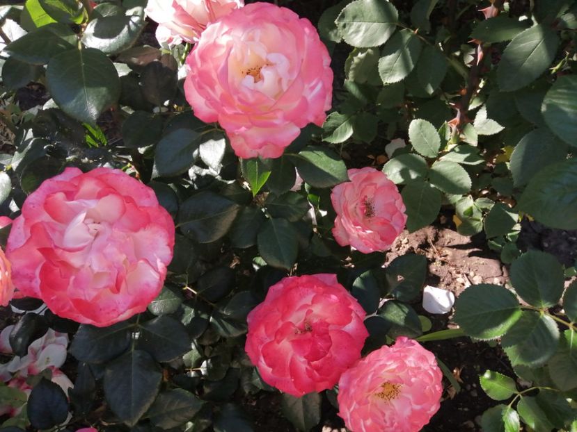  - Nostalgie Parfumat