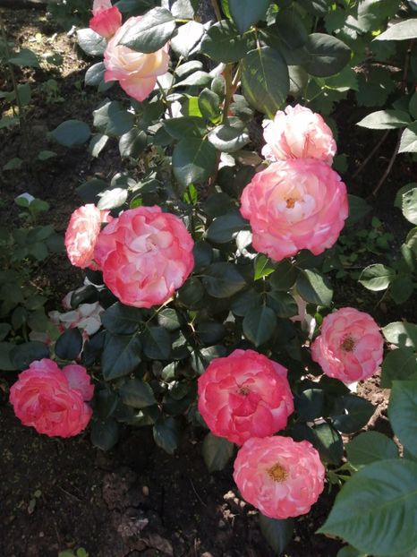  - Nostalgie Parfumat