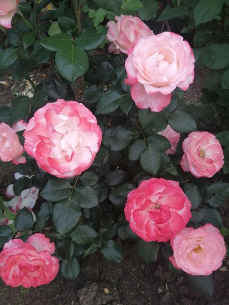  - Nostalgie Parfumat