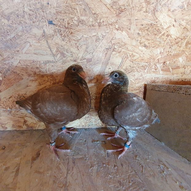 Frați de cuib  22- 10316 / 10317 - Pui 2022