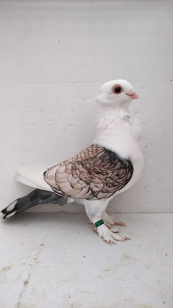 F 2019 - Por satineti