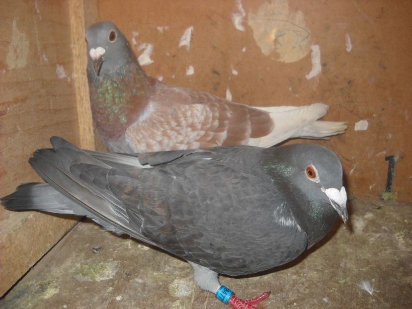  - UNDEVA IN SUCEAVA arhiva