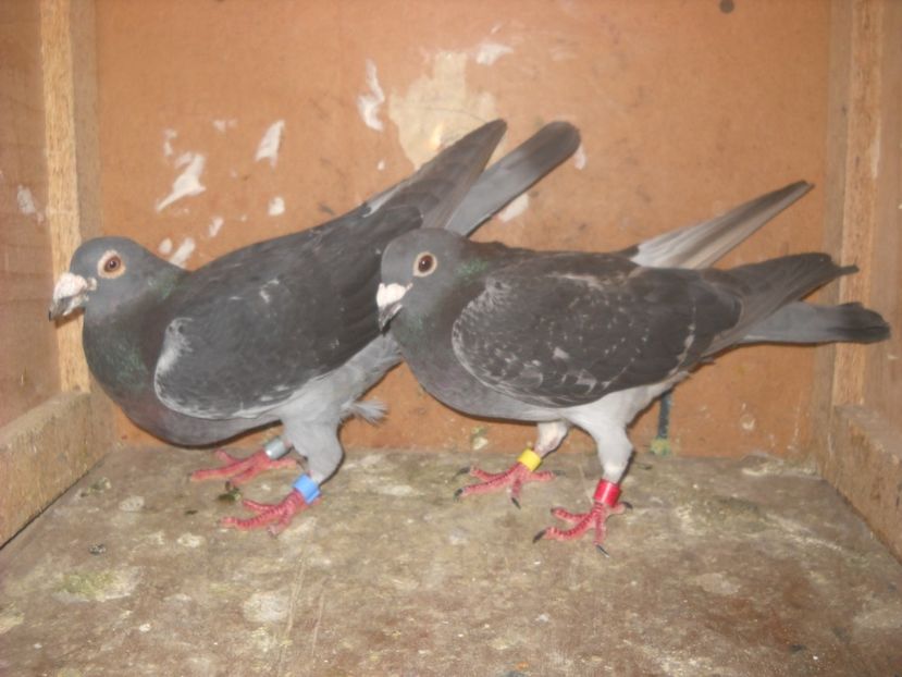  - UNDEVA IN SUCEAVA arhiva