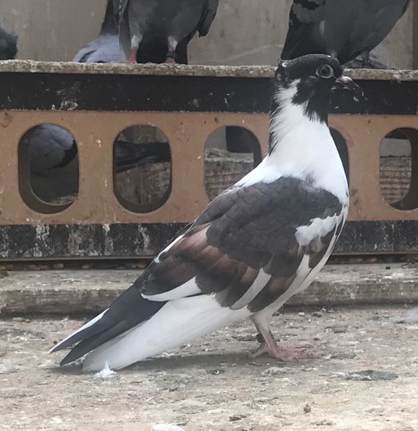 5DEB8783-2633-4B4F-9D33-056845EBFEC9 - Pui zb de Beograd 2022