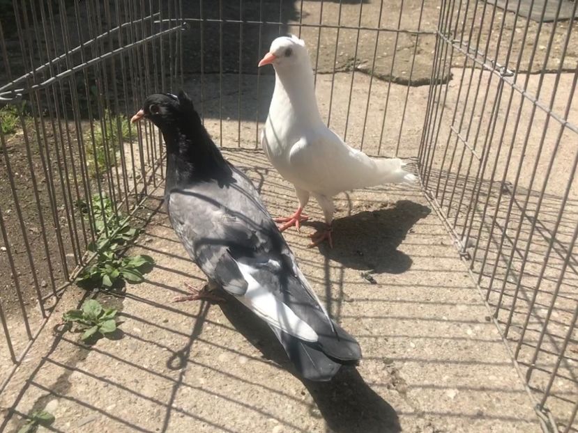 EC204E6D-B6FB-4A3D-93F5-61BEDC655CF3 - Pui zb de Beograd 2022