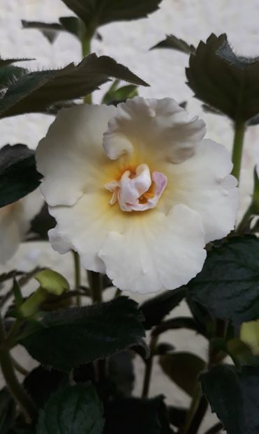  - 0001 2022 - BriD s MADELENA