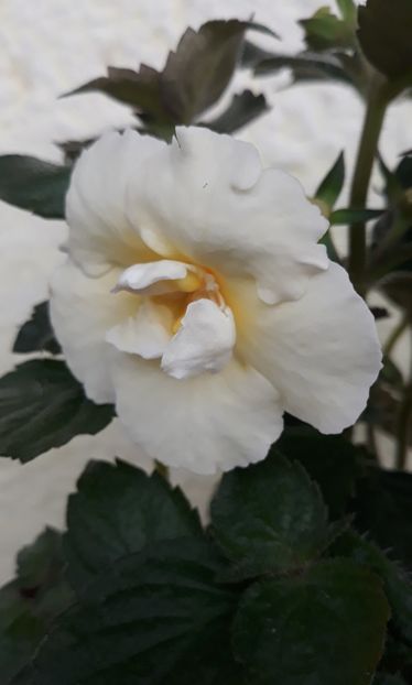  - 0001 2022 - BriD s MADELENA