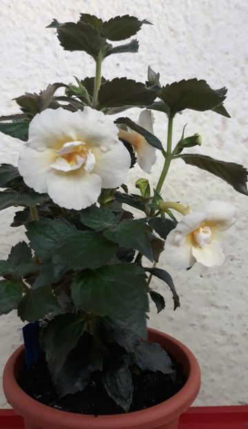  - 0001 2022 - BriD s MADELENA