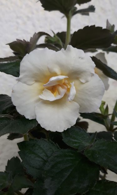  - 0001 2022 - BriD s MADELENA