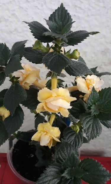  - 0001 2022 - BriD s LIMONELLA