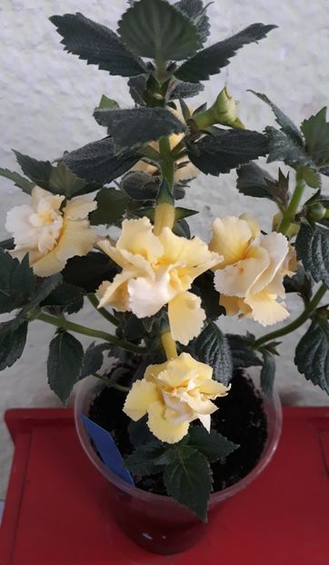  - 0001 2022 - BriD s LIMONELLA