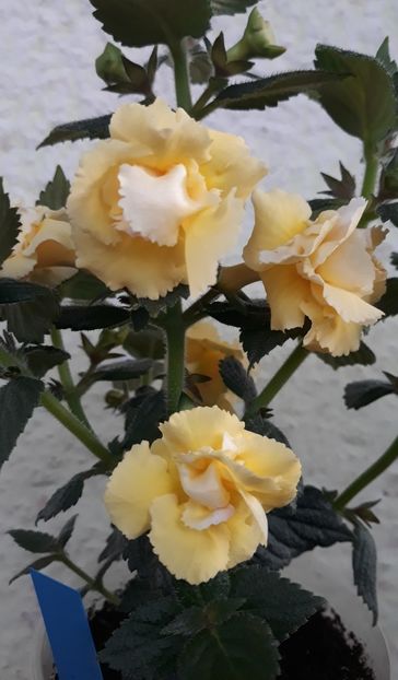  - 0001 2022 - BriD s LIMONELLA