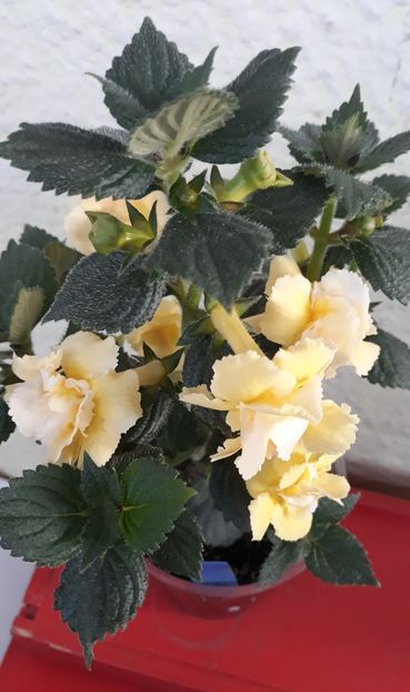  - 0001 2022 - BriD s LIMONELLA