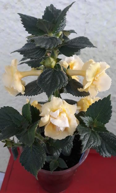  - 0001 2022 - BriD s LIMONELLA