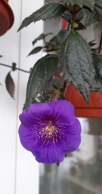 Ziua albastrelor - 13 Achimenes 2022