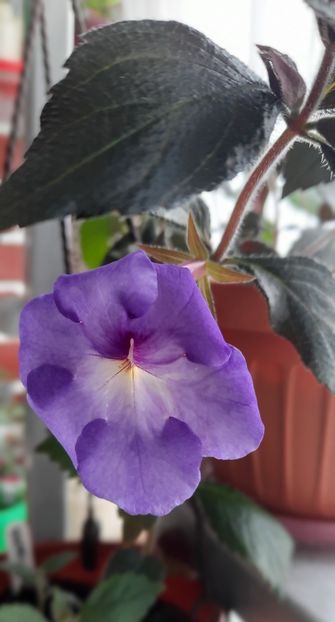 Necunoscut dar superb - 13 Achimenes 2022