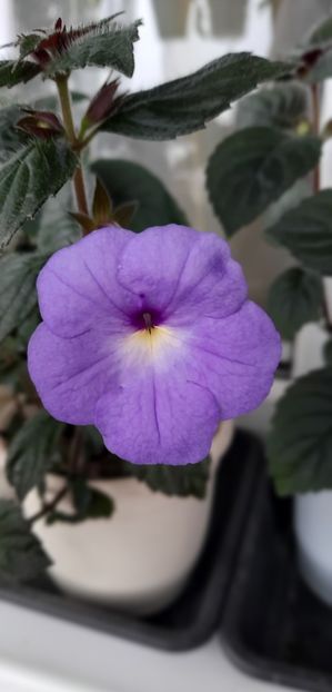 Blue Swan - 13 Achimenes 2022