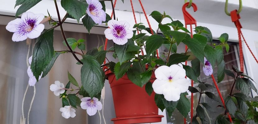 Sa-l mut in ghiveciul lui ? - 13 Achimenes 2022