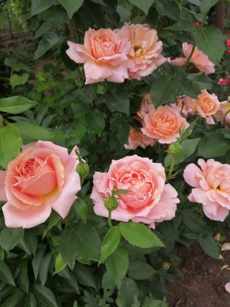  - Trandafiri 2020_2022 2023