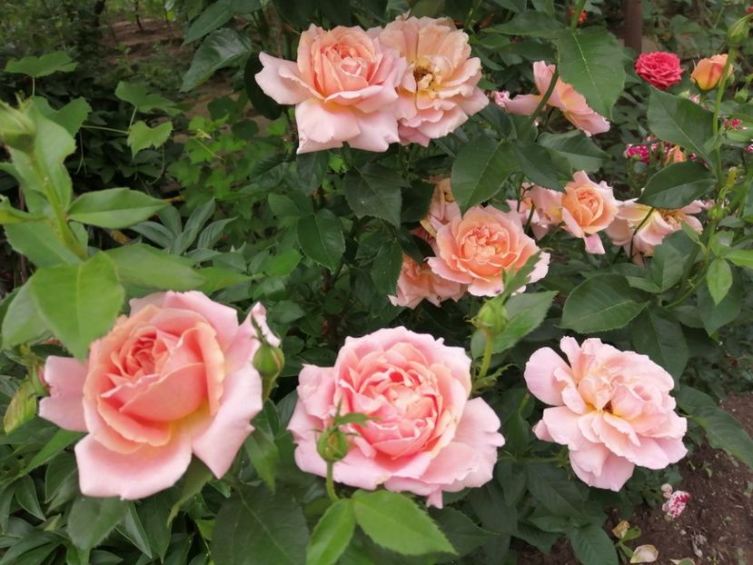  - Trandafiri 2020_2022 2023