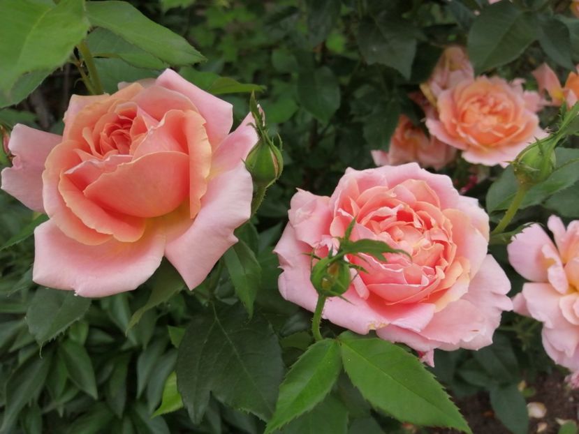  - Trandafiri 2020_2022 2023