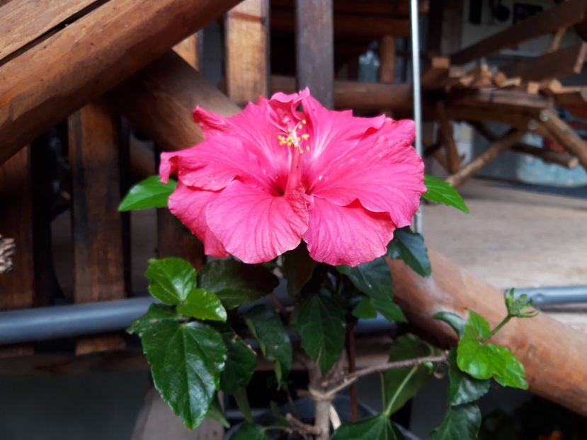  - hibiscusi