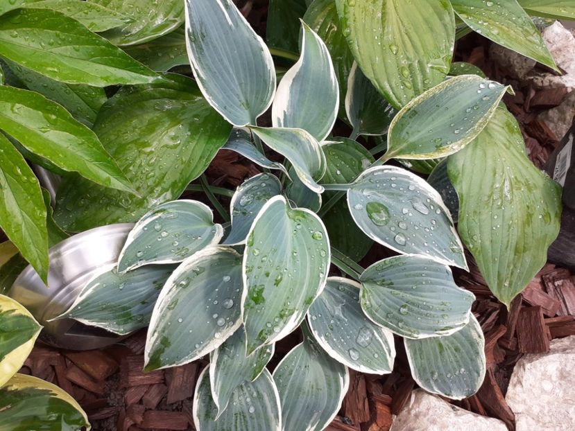  - Hosta