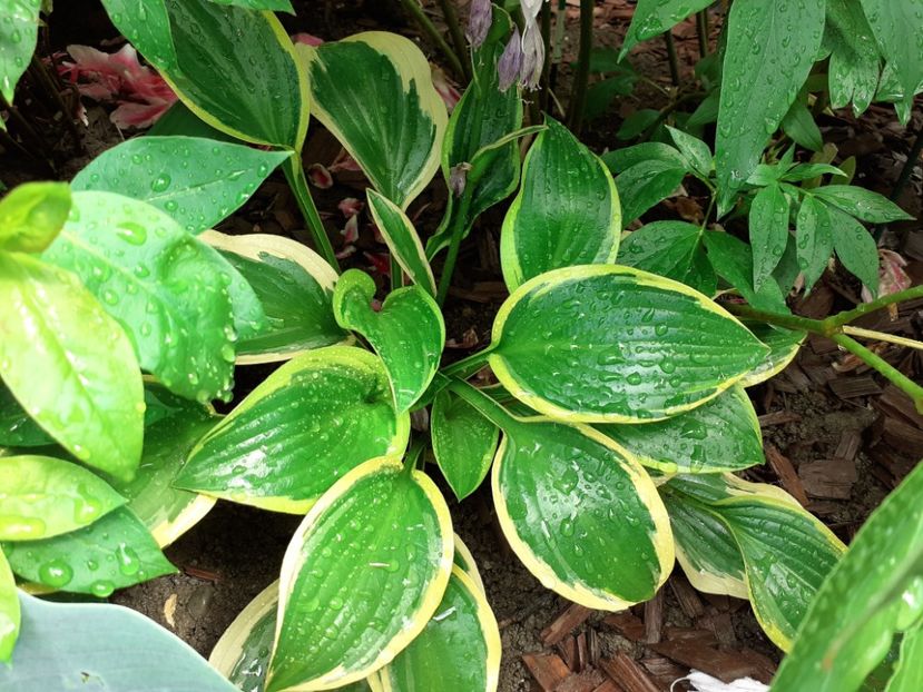  - Hosta