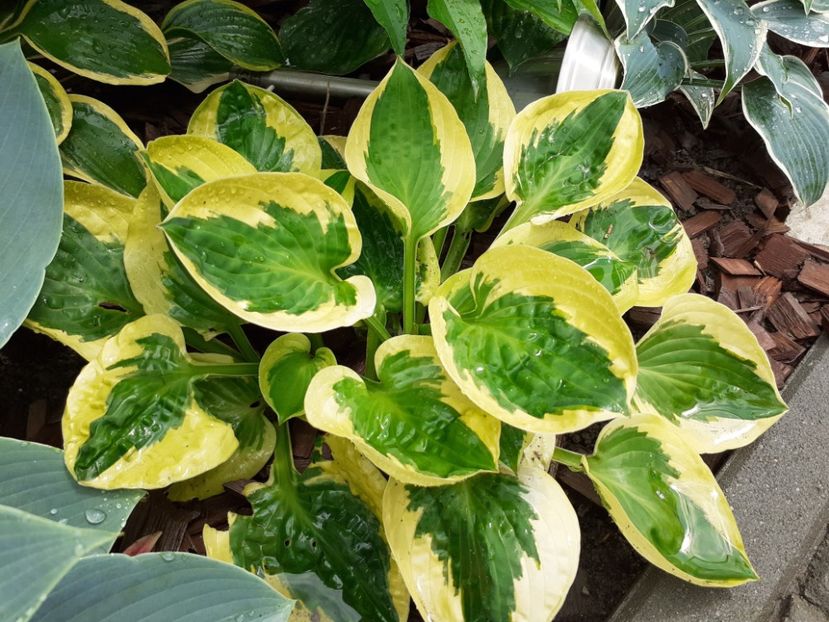  - Hosta