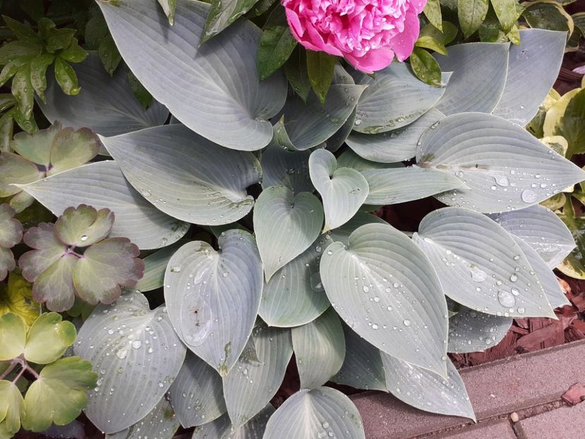  - Hosta