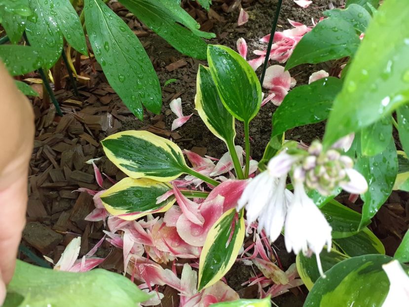  - Hosta